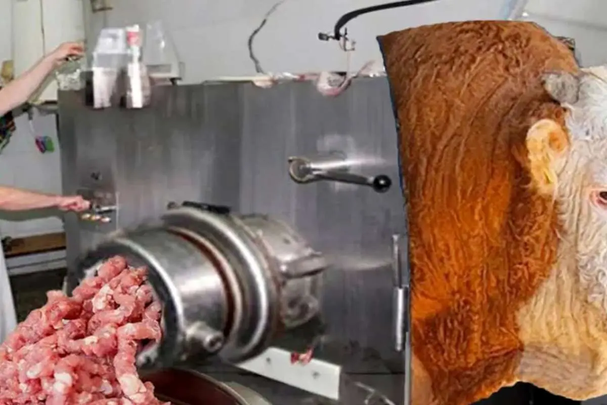 (ویدئو) فرآیند پردازش و فرآوری گوشت و شیر گاو در یک کارخانه مدرن