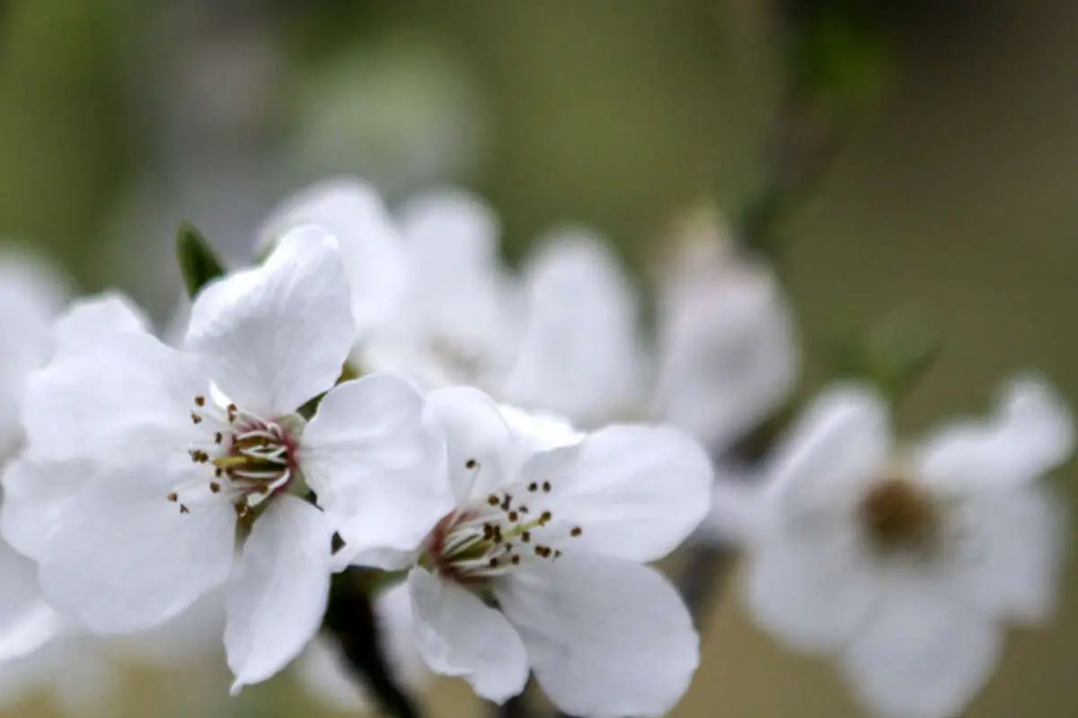 پیام تبریک عاشقانه عید نوروز ۱۴۰۳ به همسر