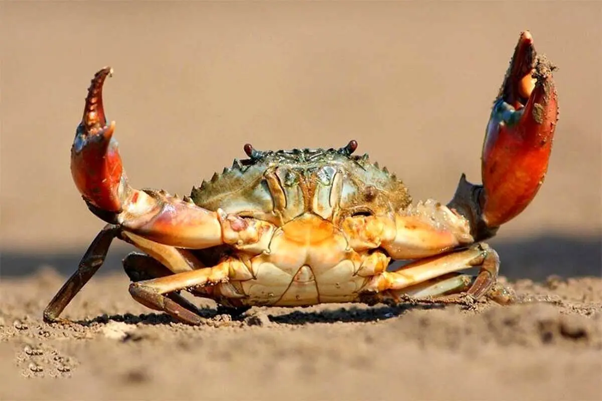 (ویدیو) خرچنگی که مثل آفتاب‌پرست تغییر رنگ می‌دهد