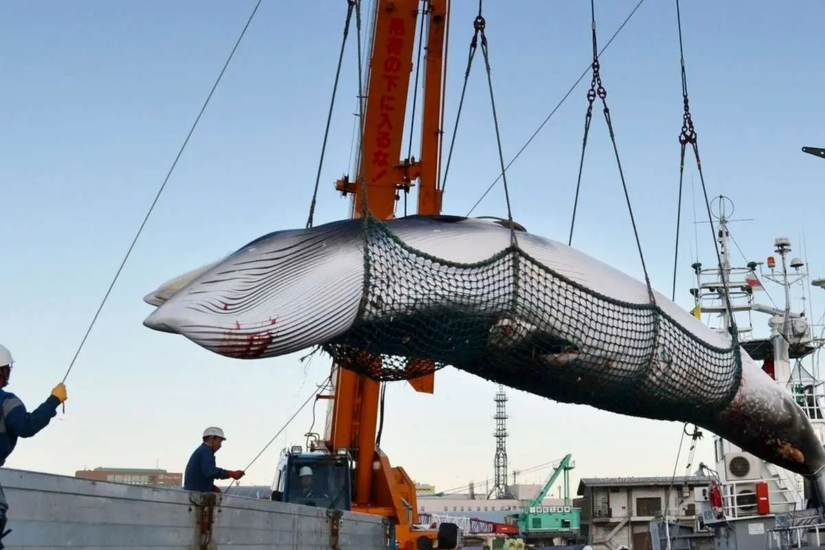 (ویدئو) فرآیند صید، برش و پردازش گوشت نهنگ در ژاپن