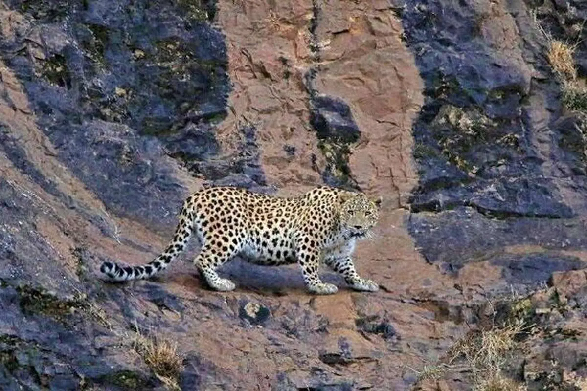 (ویدئو) خودنمایی پلنگهای سوادکوه مقابل دوربین تلهای