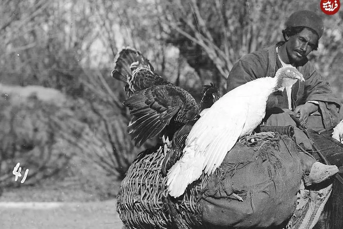 (تصاویر) تصویری از یک اردوگاه سلطنتی و بوقلمون‌فروشی سیار در زمان قاجار