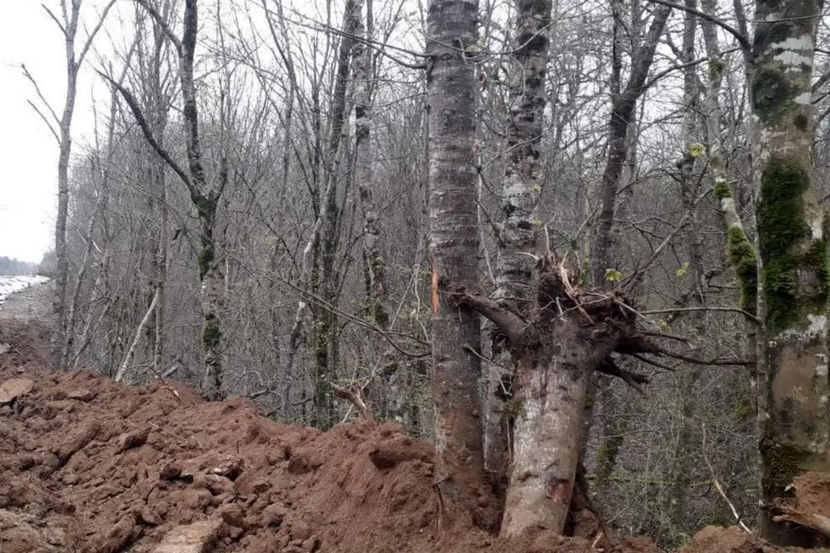 بهار به درختان الیمالات نرسید!