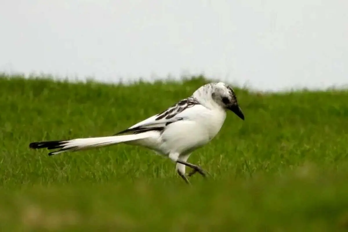 پیدا شدن این پرنده بسیار نادر خبرساز شد