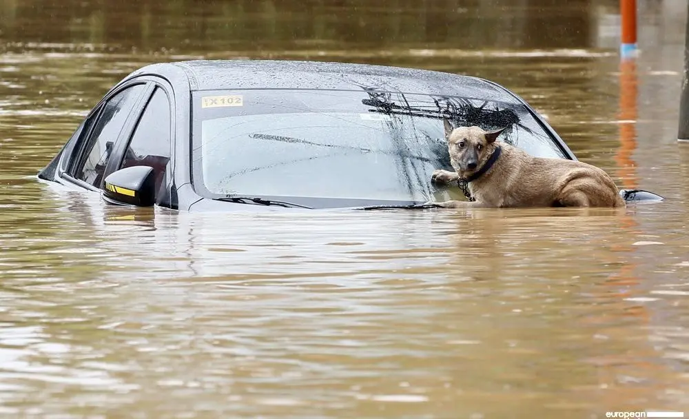 ببینید؛ نجات یک سگ گرفتار در میان سیلاب و طوفان
