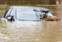 ببینید؛ نجات یک سگ گرفتار در میان سیلاب و طوفان