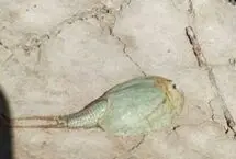 مشاهده فسیل زنده در تالاب بین‌المللی هامون