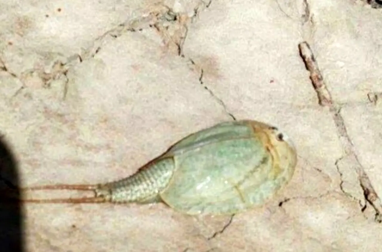 مشاهده فسیل زنده در تالاب بین‌المللی هامون