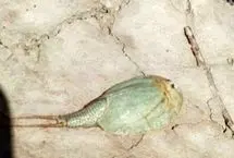 مشاهده فسیل زنده در تالاب بین‌المللی هامون