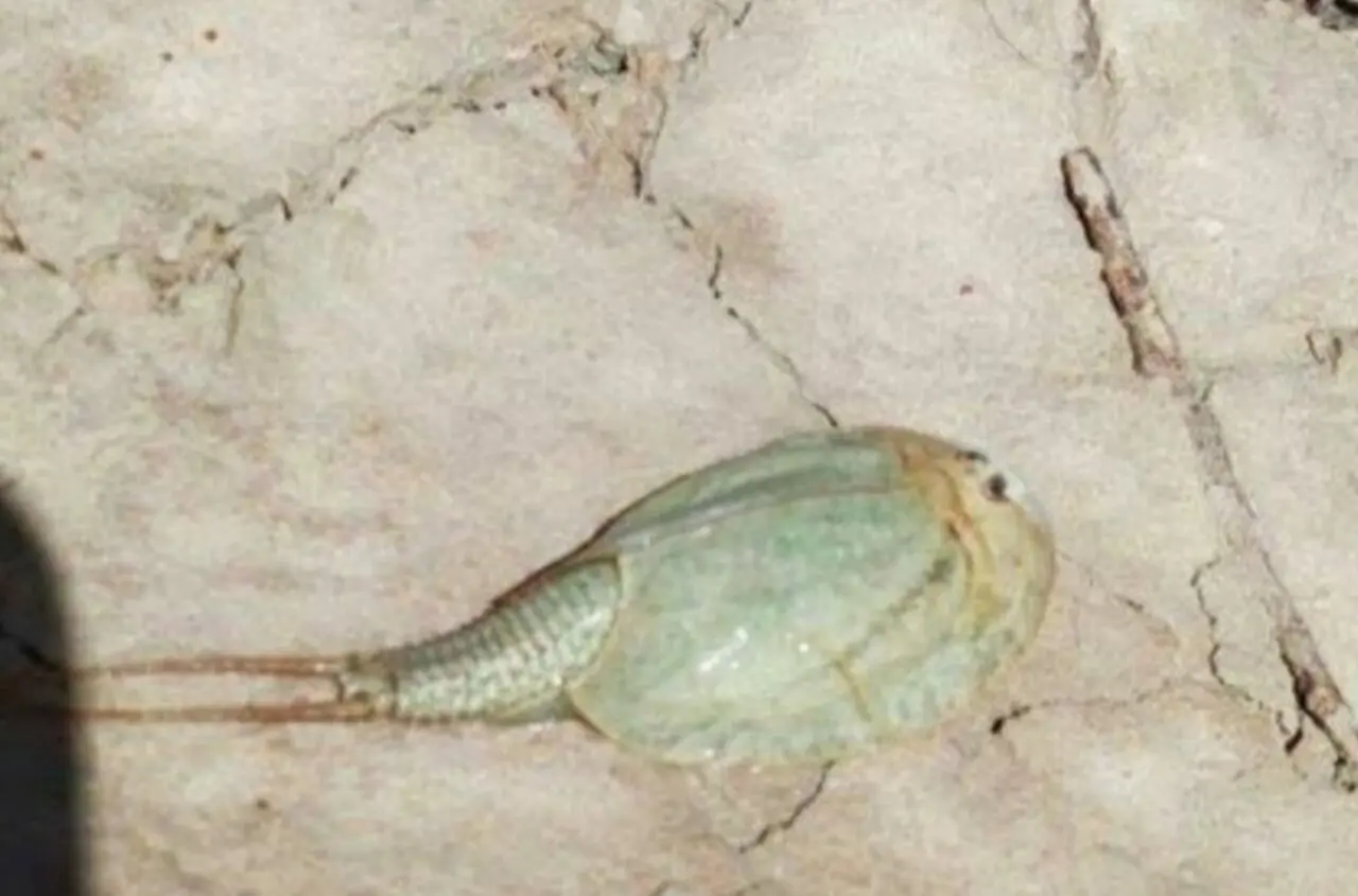مشاهده فسیل زنده در تالاب بین‌المللی هامون