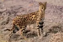 ببینید؛ تلاش یک یوزگربه برای شکار افعی