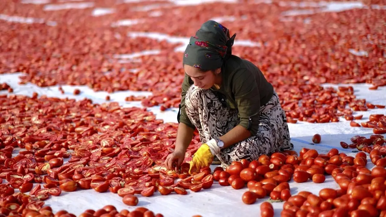 تصاویری دیدنی از خشک‌کردن گوجه‌فرنگی در دیاربکر