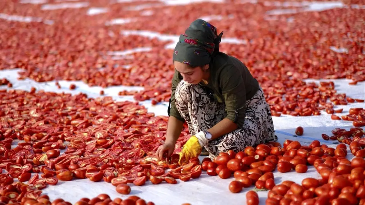 تصاویری دیدنی از خشک‌کردن گوجه‌فرنگی در دیاربکر