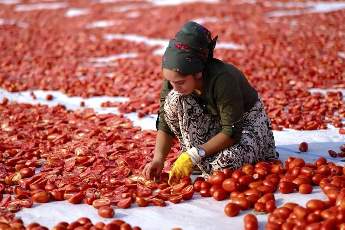 تصاویری دیدنی از خشککردن گوجهفرنگی در دیاربکر