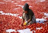 تصاویری دیدنی از خشک‌کردن گوجه‌فرنگی در دیاربکر