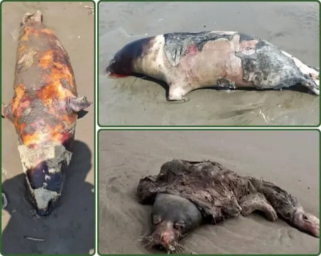 لاشه چهار قلاده فوک خزری در سواحل مازندران