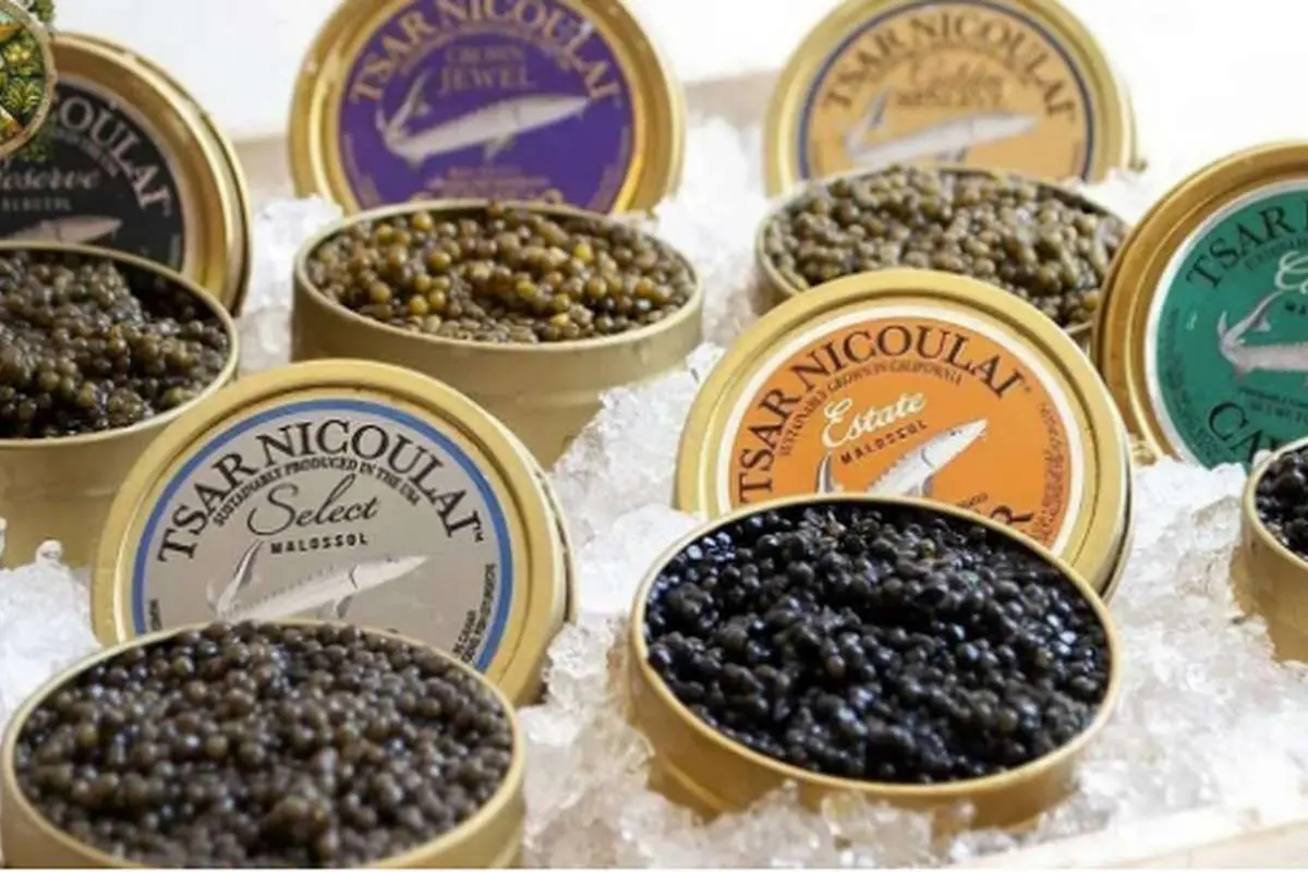 (ویدئو) ببینید آذربایجانی‌ها چگونه با پرورش ماهی خاویاری میلیون‌ها دلار کسب می‌کنند