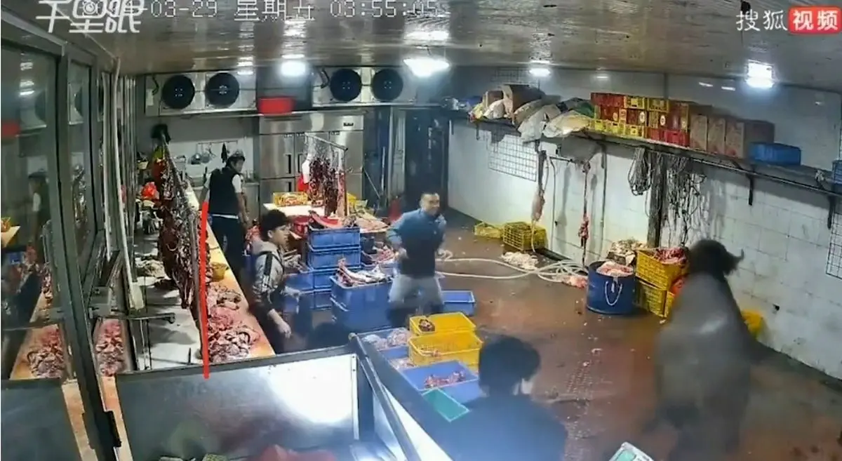(ویدئو) خشم یک گاو پس از ورود به کشتارگاه
