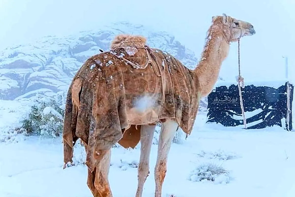(ویدئو) بارش کمسابقه برف و تگرگ در مهدالذهب عربستان