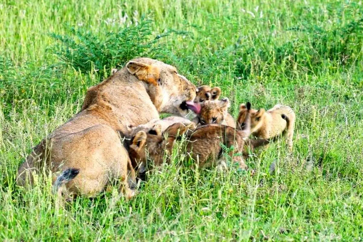 (ویدئو) لحظه دیدار مجدد توله شیر‌های گم شده با مادرشان