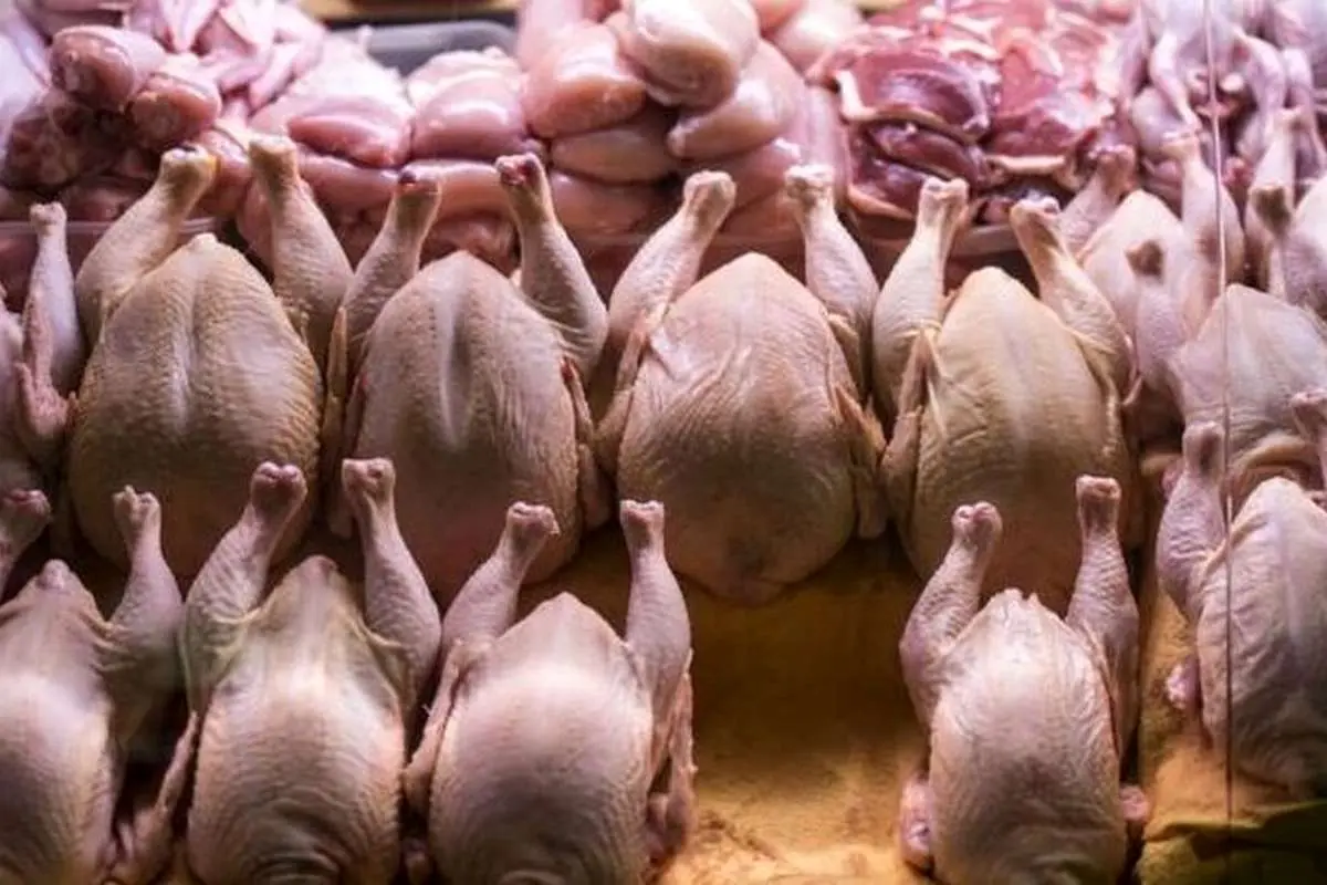 قیمت گوشت مرغ در بازار امروز ۱۷ فروردین ۱۴۰۳