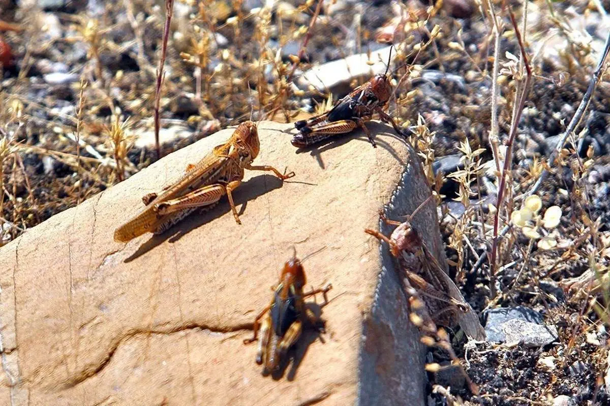 هجوم ملخ صحرایی در ایران؟