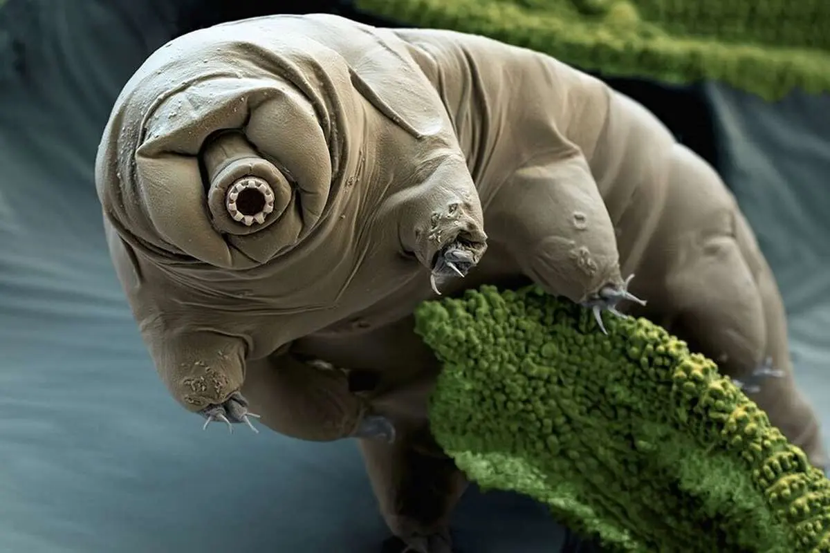 (ویدیو) اکسیر جوانی در بدن «خرس آبی»