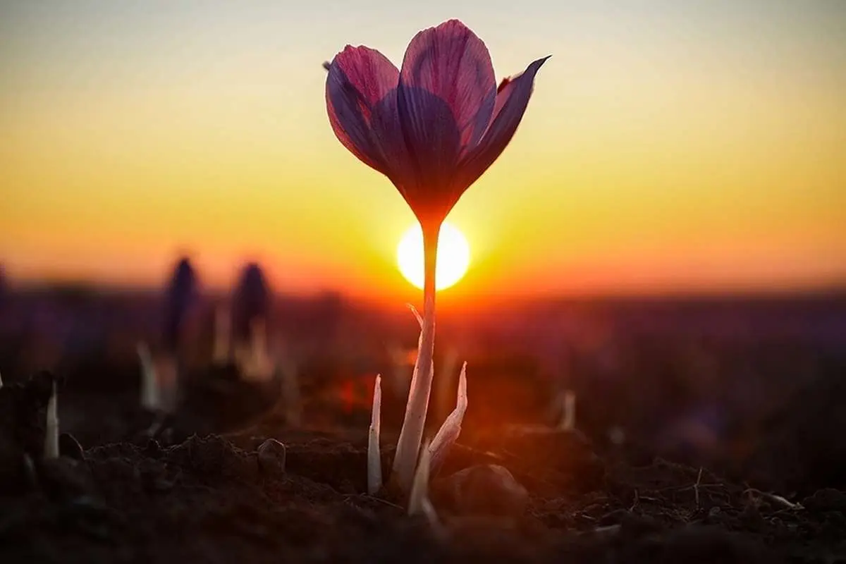 تفال به حافظ یکشنبه ۱۹ فروردین ۱۴۰۳؛ یک دو جامم دی سحرگه اتفاق افتاده بود....