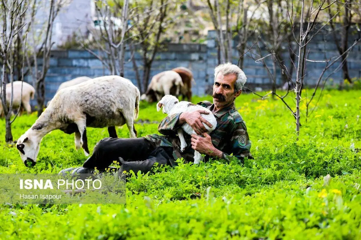(تصاویر) زندگی روستایی در لفور سوادکوه