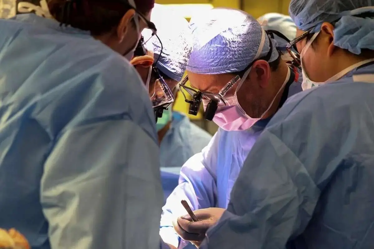 پیوند عضو از خوک به انسان وارد مرحله جدیدی می‌شود