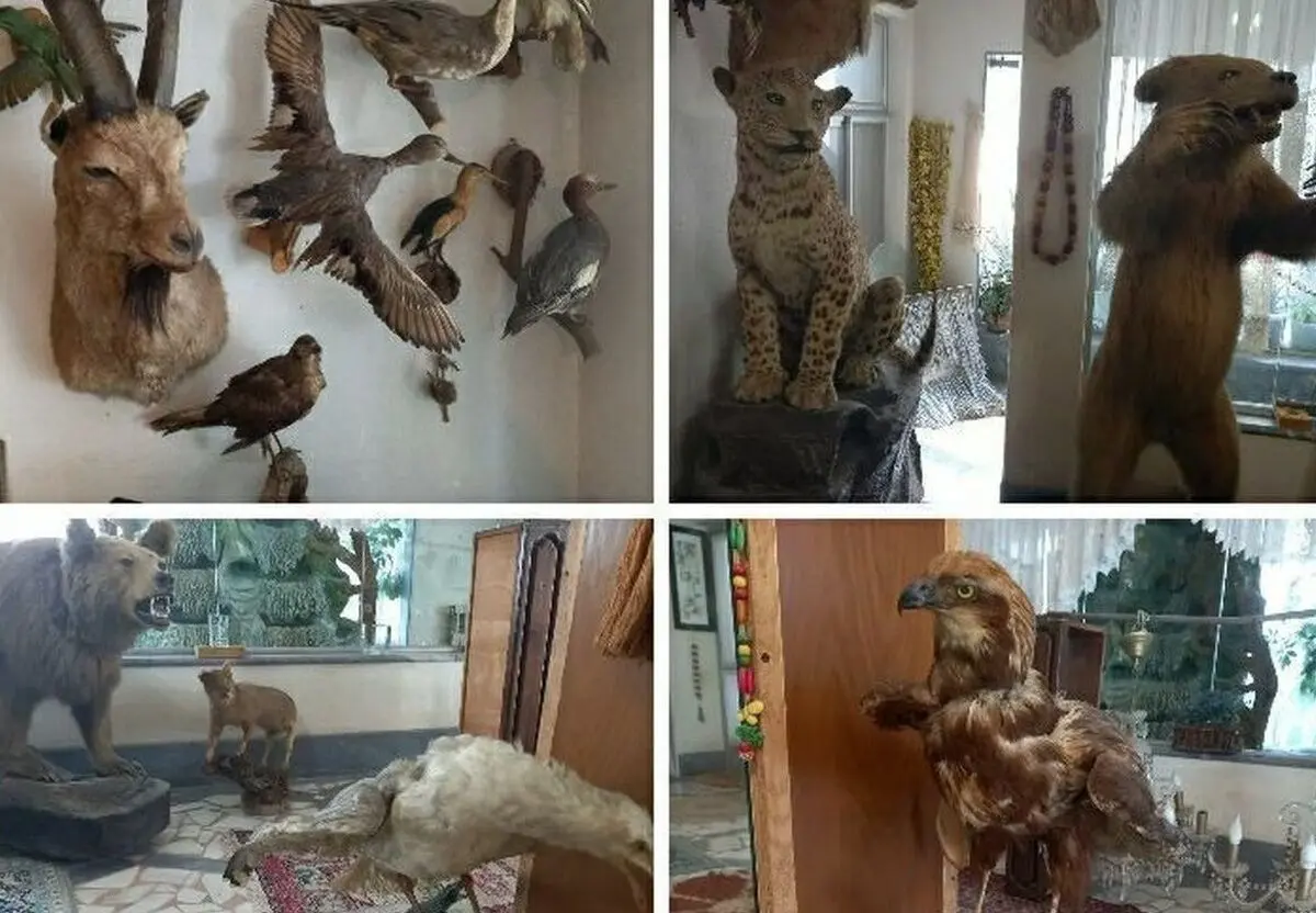 کشف ۲۴ گونه حیوان تاکسیدرمی از یک منزل مسکونی در گیلان