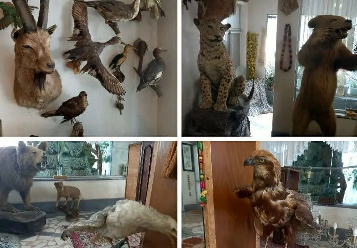 کشف ۲۴ گونه حیوان تاکسیدرمی از یک منزل مسکونی در گیلان