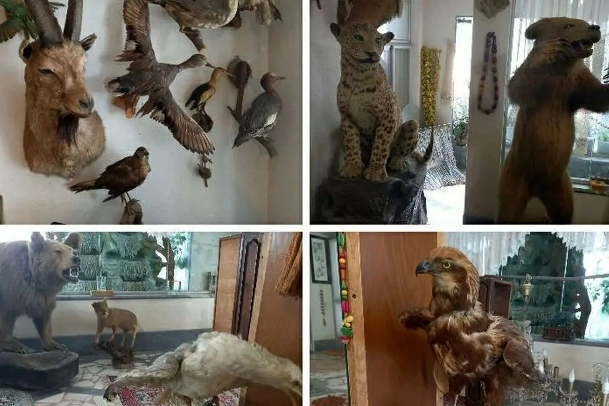 کشف ۲۴ گونه حیوان تاکسیدرمی از یک منزل مسکونی در گیلان