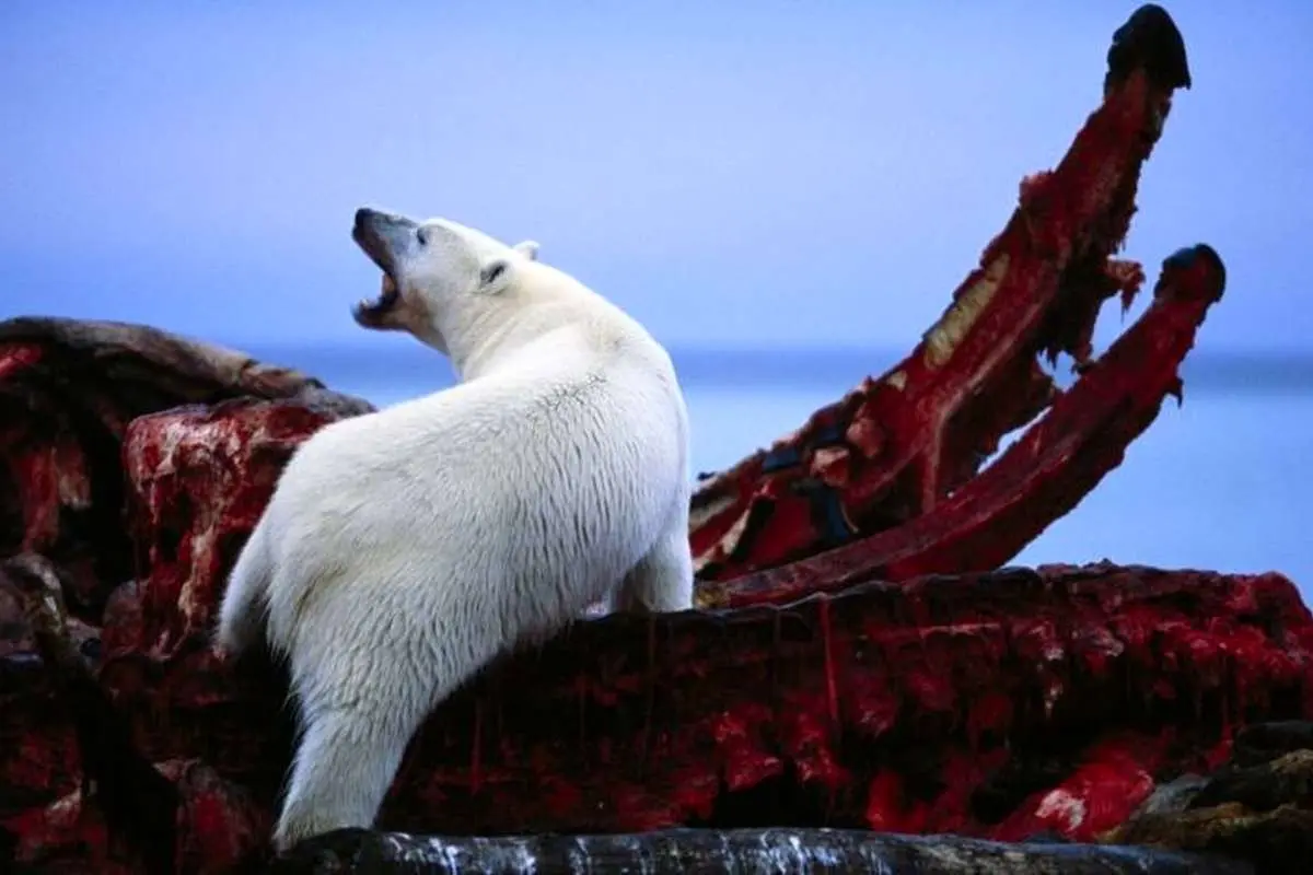 (ویدئو) شکار شگفت‌انگیز نهنگ بلوگا توسط خرس‌های قطبی