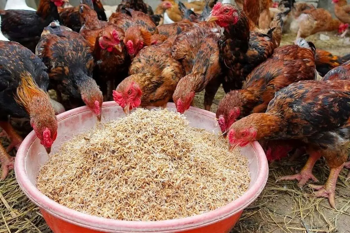 (ویدئو) روش خلاقانه برای پروار کردن مرغ، خروس و اردک