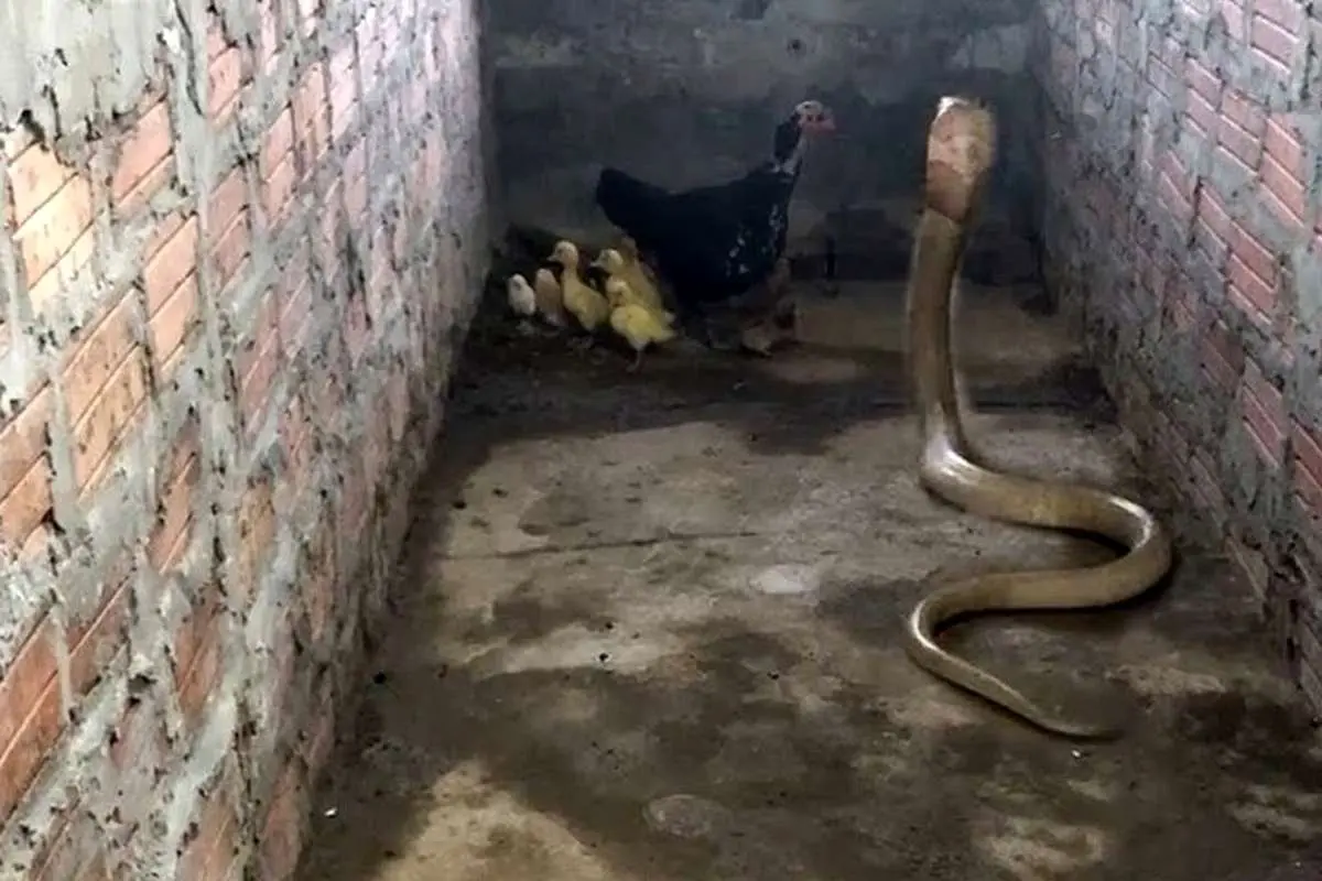(ویدئو) دفاع حیرت انگیز مرغ مادر از جوجه هایش در برابر شاه کبرا