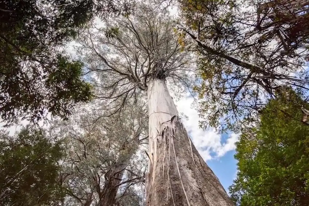 (ویدئو) عظیم‌ترین درخت‌های روی کره زمین