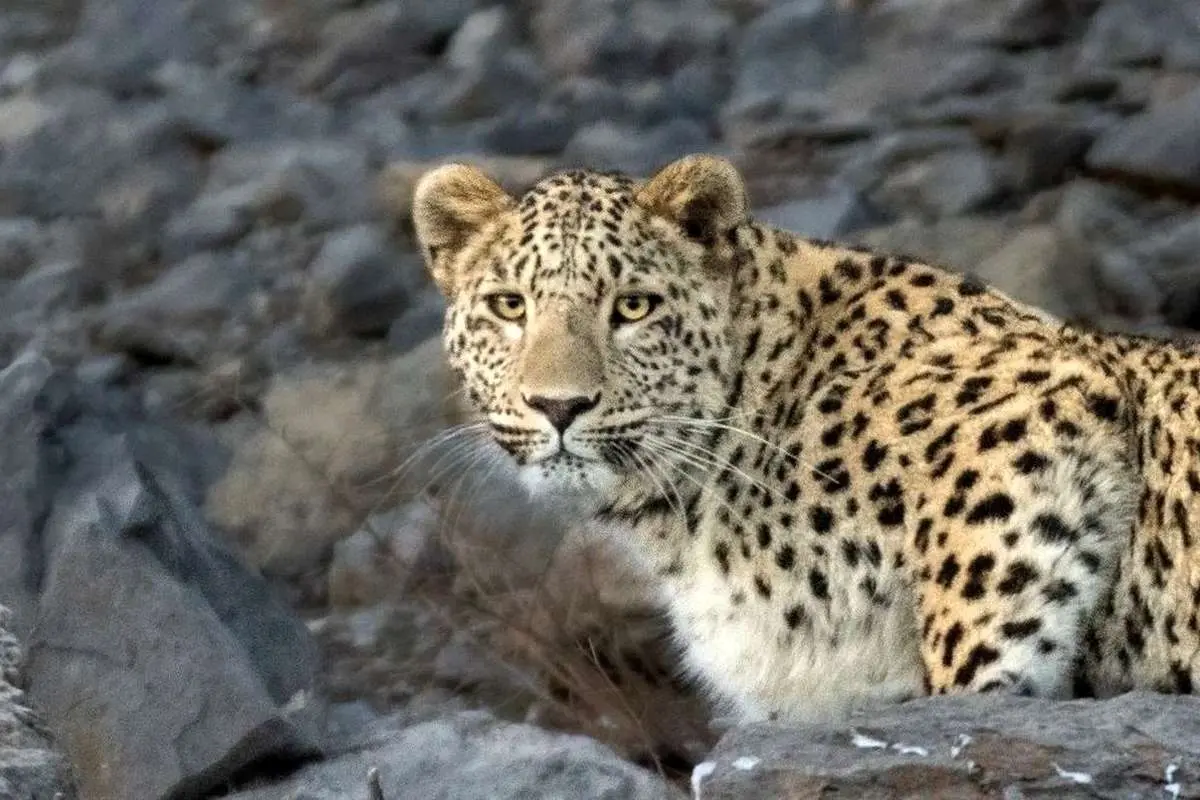 (ویدئو) غافل‌گیری گردشگران نوروزی در ارتفاعات بلده نور با مشاهده چند قلاده پلنگ