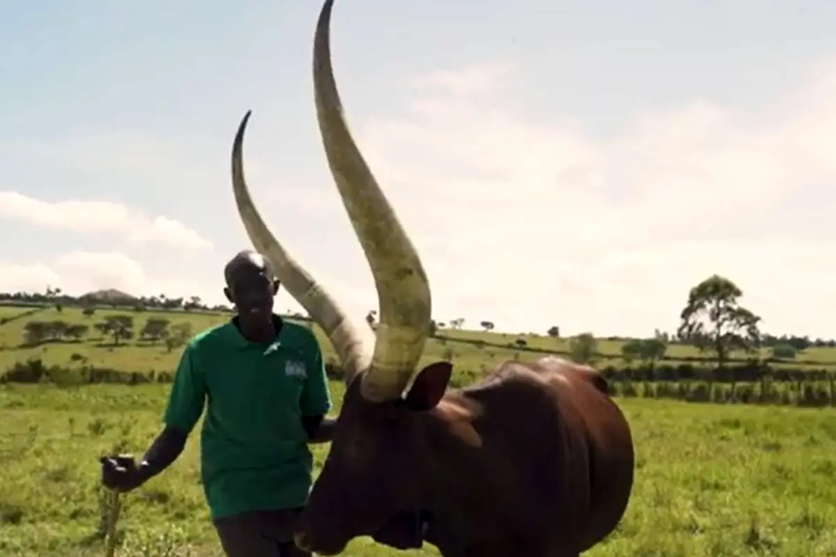 (ویدئو) چگونه میلیون‌ها گاو شاخ بلند در آمریکا و آفریقا پرورش می‌یابند؟