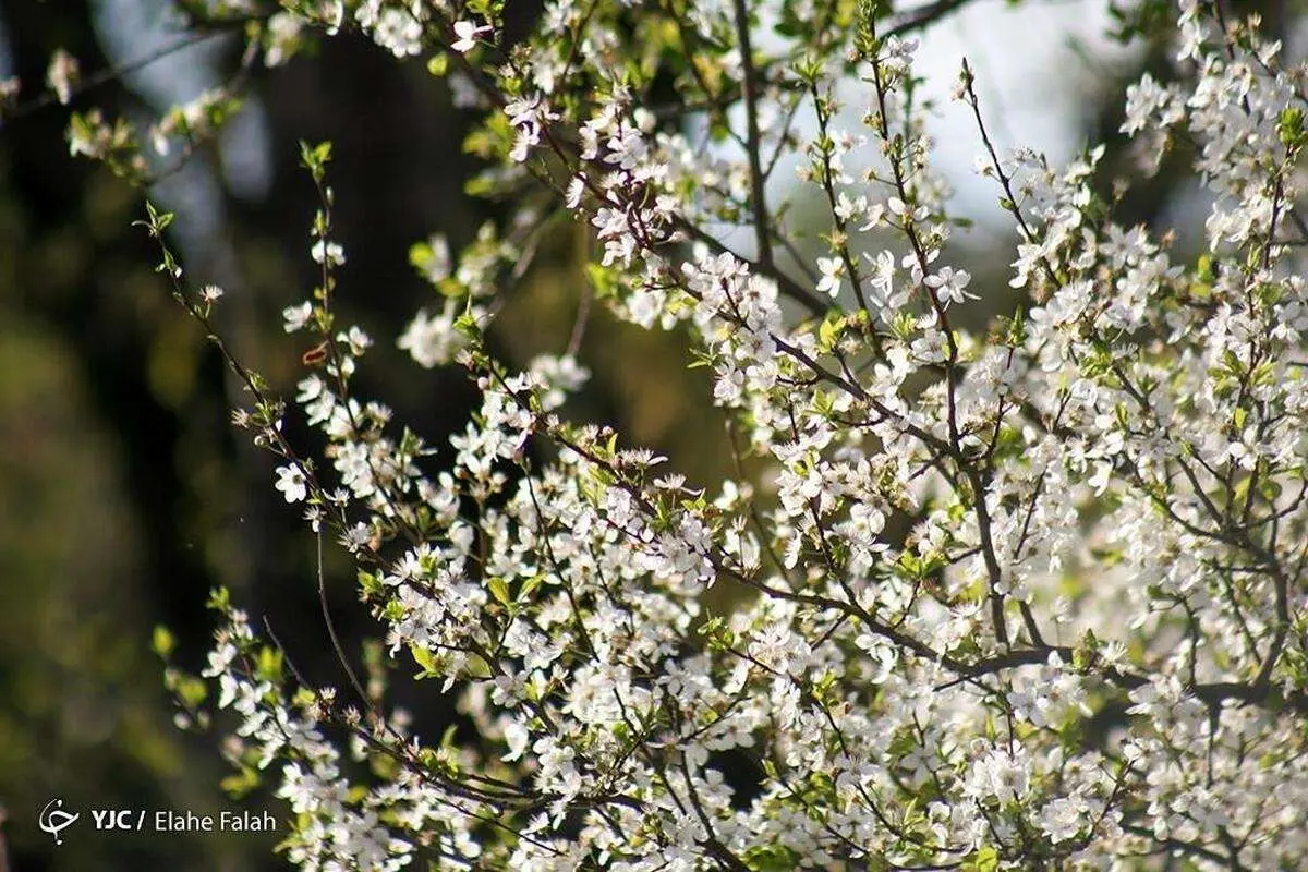 (تصاویر) شکوفههای بهاری در رشت