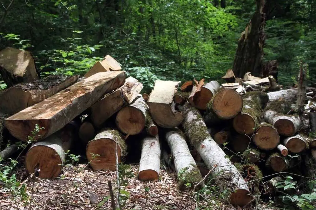 (ویدیو) قطع درختان الیمالات با مجوز سازمان آب