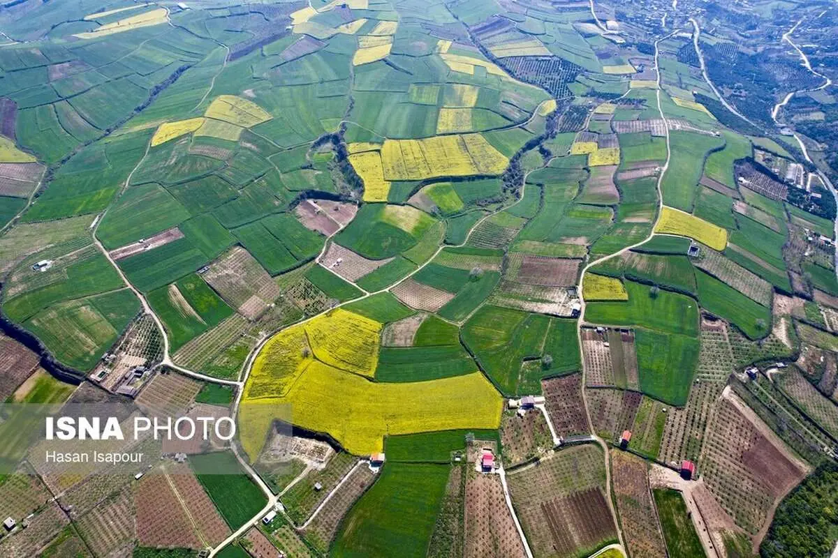 (تصاویر) کشت کلزا در مناطق کوهستانی دودانگه