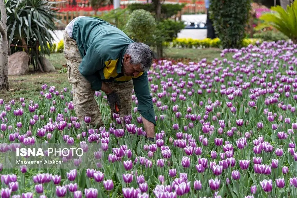 (تصاویر) آماده سازی باغ گل جشنواره لالههای کرج