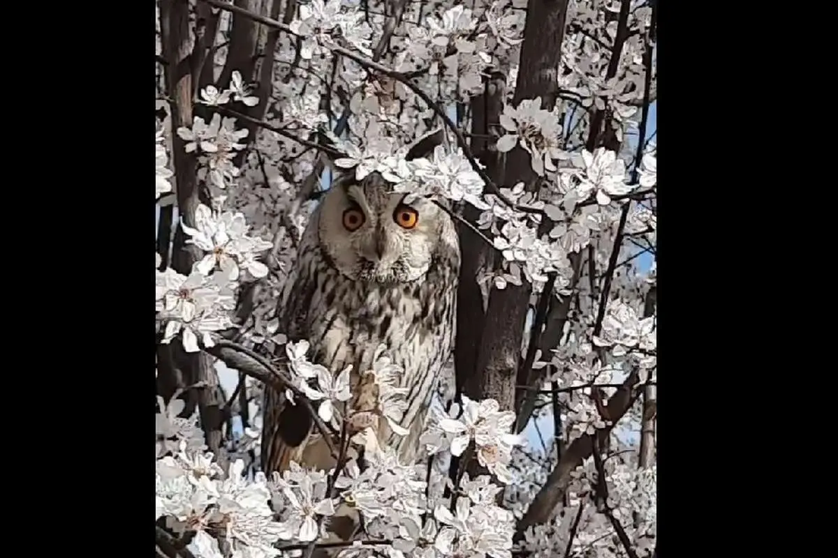 تصویری زیبا از استتار یک جغد شاخدار در میان شکوفههای بهاری