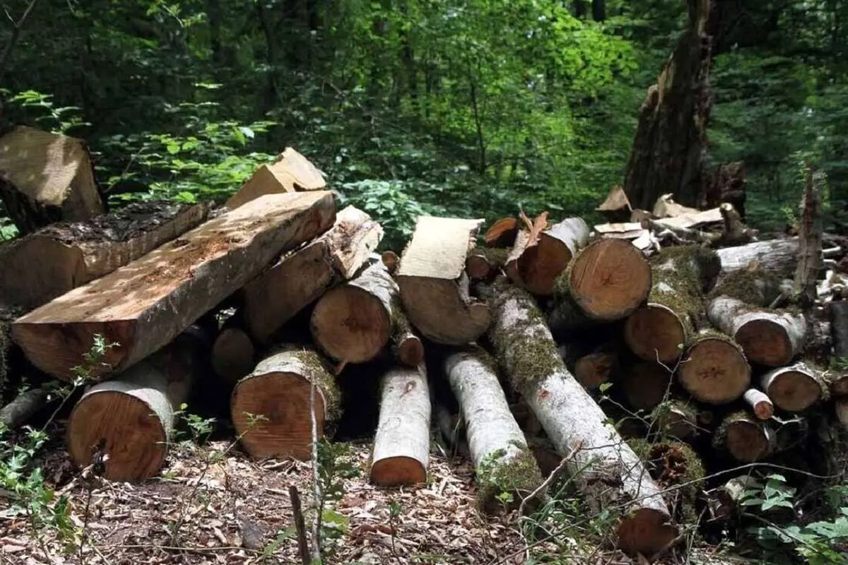 (ویدیو) فاجعه قطع درختان ۷۰ ساله در جنگل بهشهر؛ مسئول چه کسی است؟