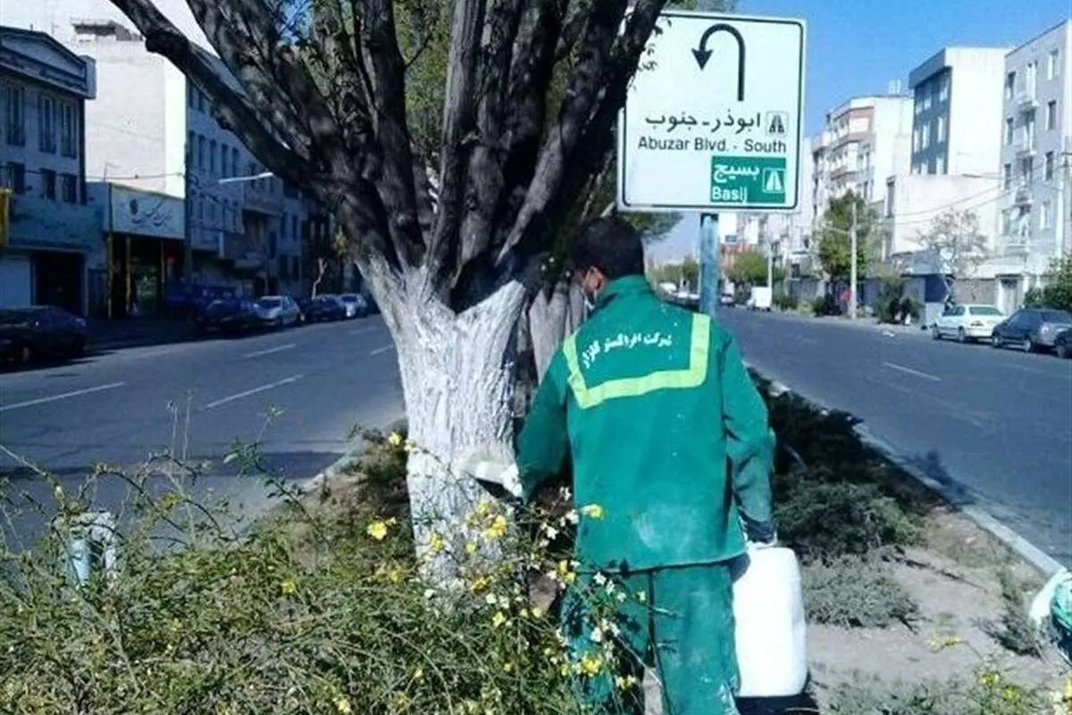 هشدار به تهرانی‌ها؛ به این درختان دست نزنید