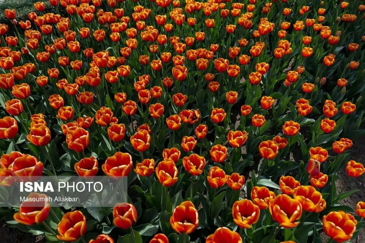 (تصاویر) دهمین جشنواره لالههای کرج