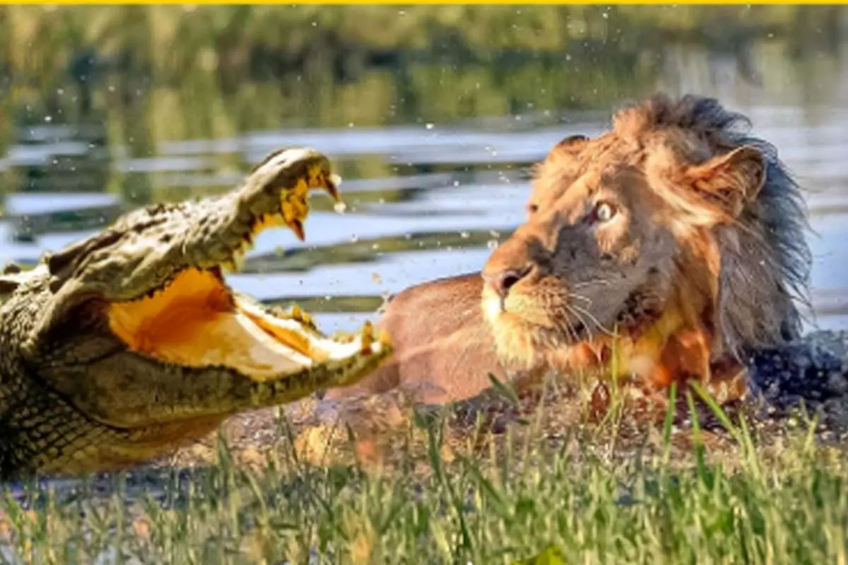 (ویدیو) تصاویری پربازدید از ترس شدید یک شیر نر از کروکودیل