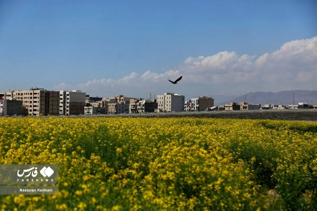 (تصاویر) مزرعه کُلزا نقاشی زرد رنگِ طبیعت