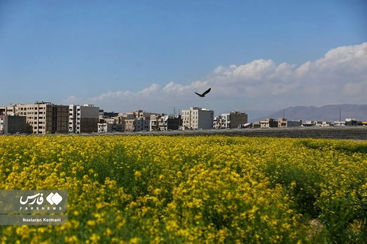 (تصاویر) مزرعه کُلزا نقاشی زرد رنگِ طبیعت